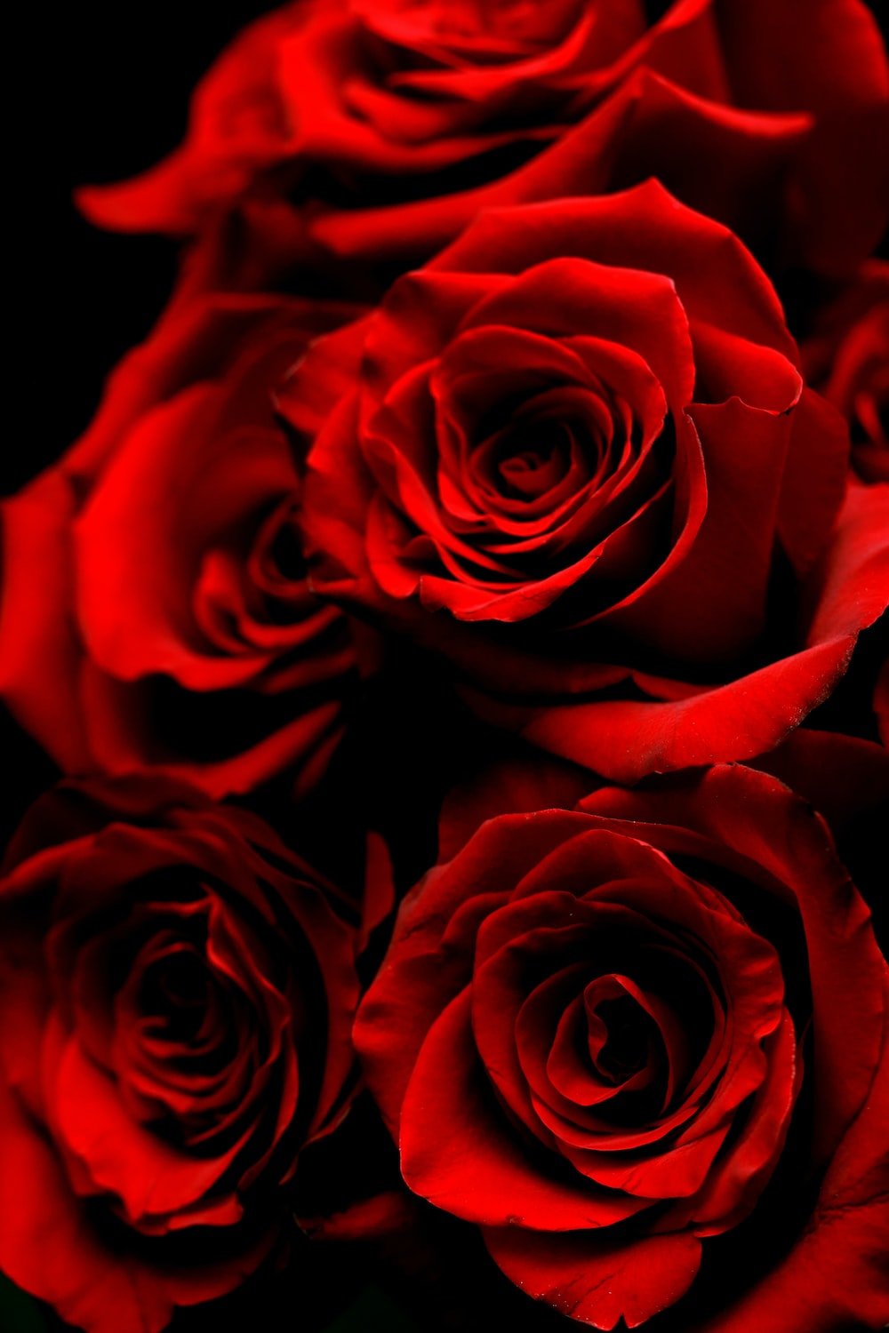 Valentines Day 14th February - Harrys Flowers London