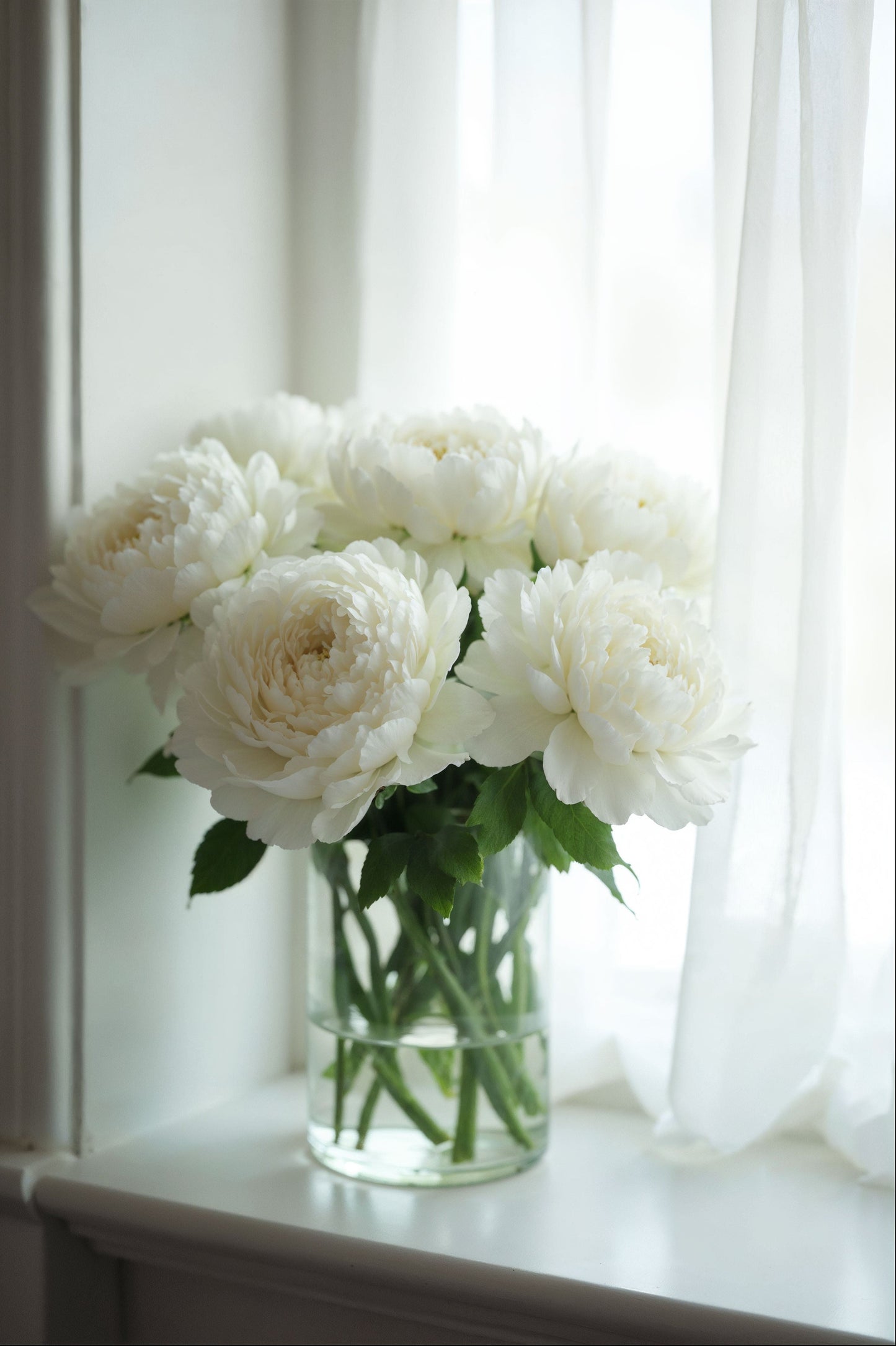 الفاوانيا البيضاء