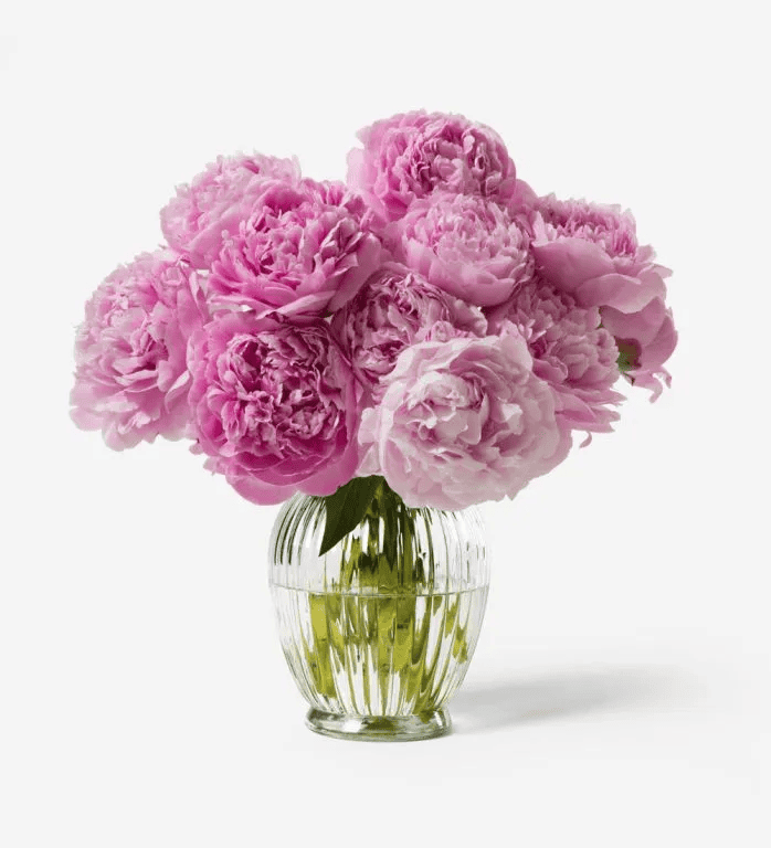 باقة سارة برنارد الفاوانيا