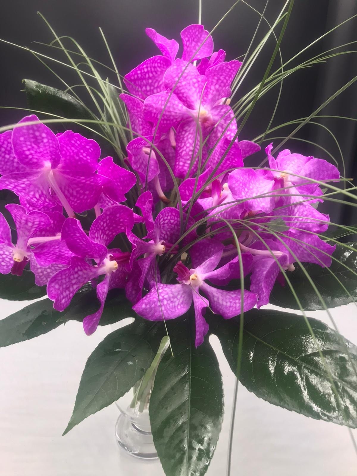 Extra large vanda orchid display - Harrys Flowers London