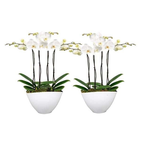 Luxury 4 stem white phalaenopsis orchid - Harrys Flowers London