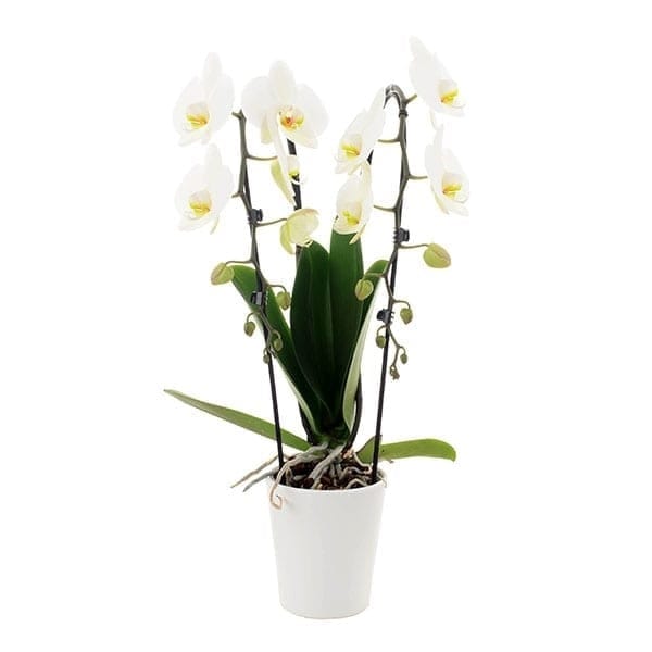 Orchid stem deals