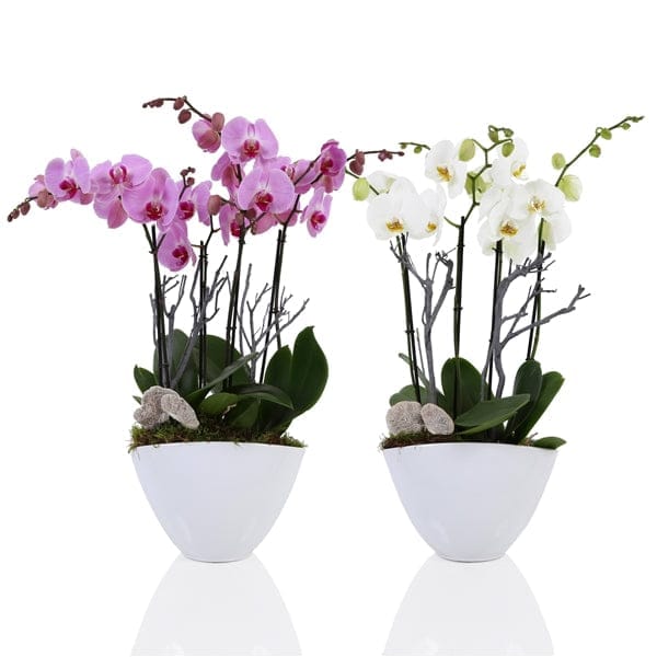 4 stem Pink or White phalaenopsis orchid - Harrys Flowers London