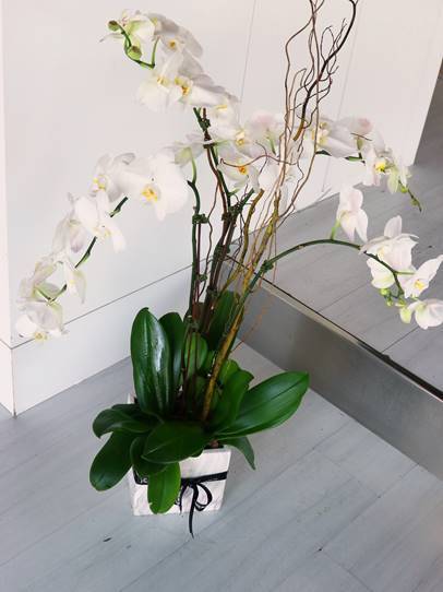 4 Stem White Phalaenopsis Orchid Plant - Harrys Flowers London