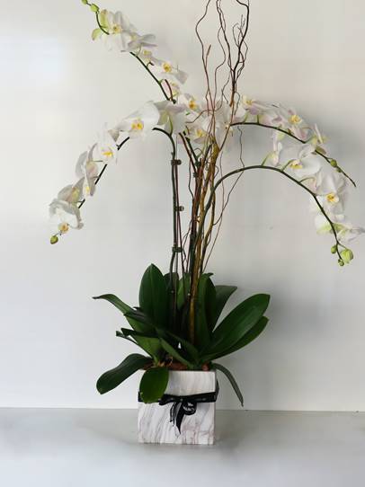 4 Stem White Phalaenopsis Orchid Plant - Harrys Flowers London