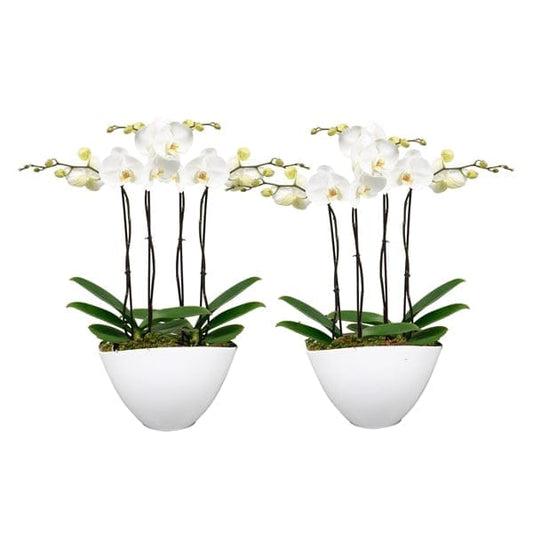 Luxury 4 stem white phalaenopsis orchid - Harrys Flowers London