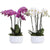 Pink or White luxury 6 phalaenopsis orchid - Harrys Flowers London
