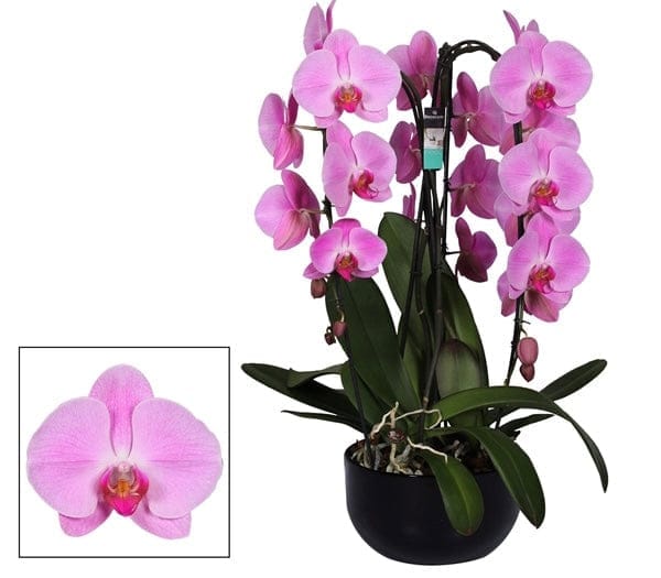Triple pink cascading crown phalaenopsis orchid - Harrys Flowers London