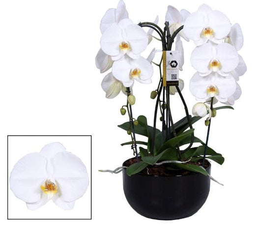 Triple white cascading crown phalaenopsis orchid - Harrys Flowers London