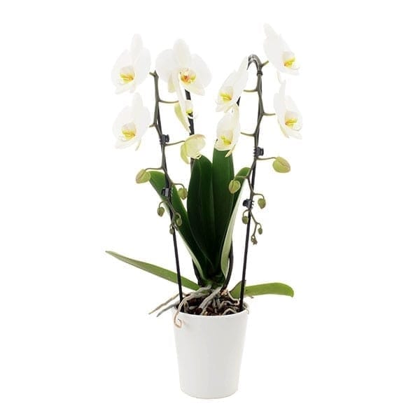 Two stem cascading White Phalaenopsis Orchid - Harrys Flowers London